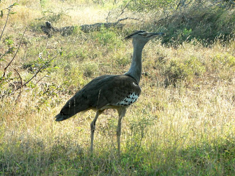 JAR 175_cap.JPG - Tento pták se zajímavě jmenuje anglicky - Kori Bustard, český název už není takový, Drop kori